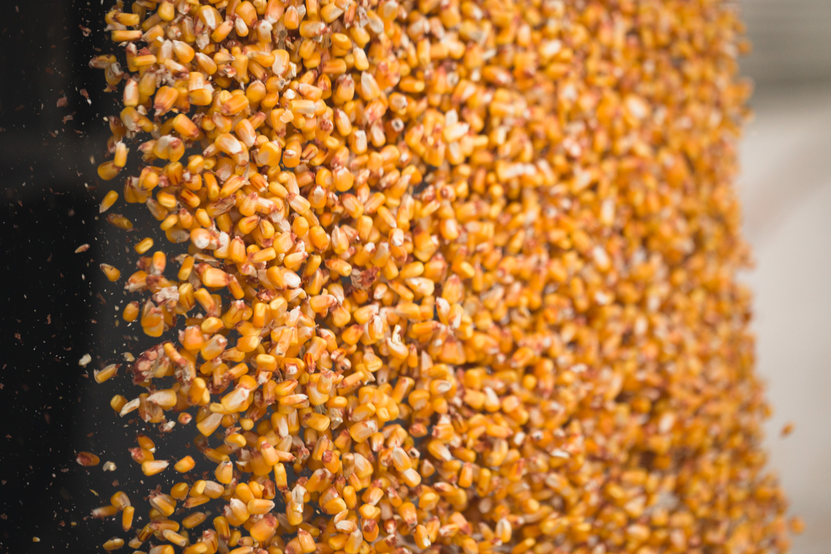 Gathered corn kernels fall as they are placed in a silo at a farm in Maryland.