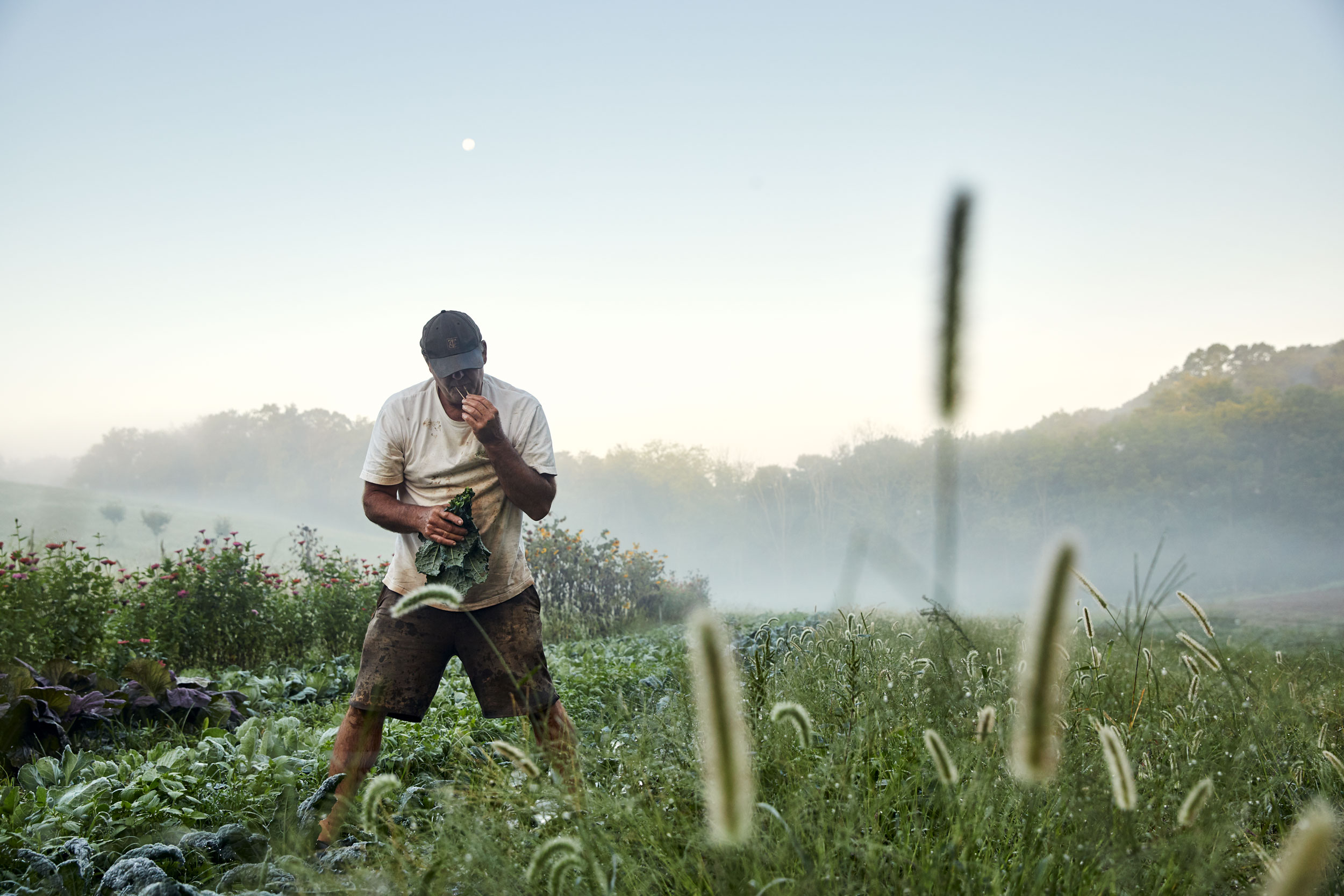 farmer-picking-kale-dmv-advertising-photographer