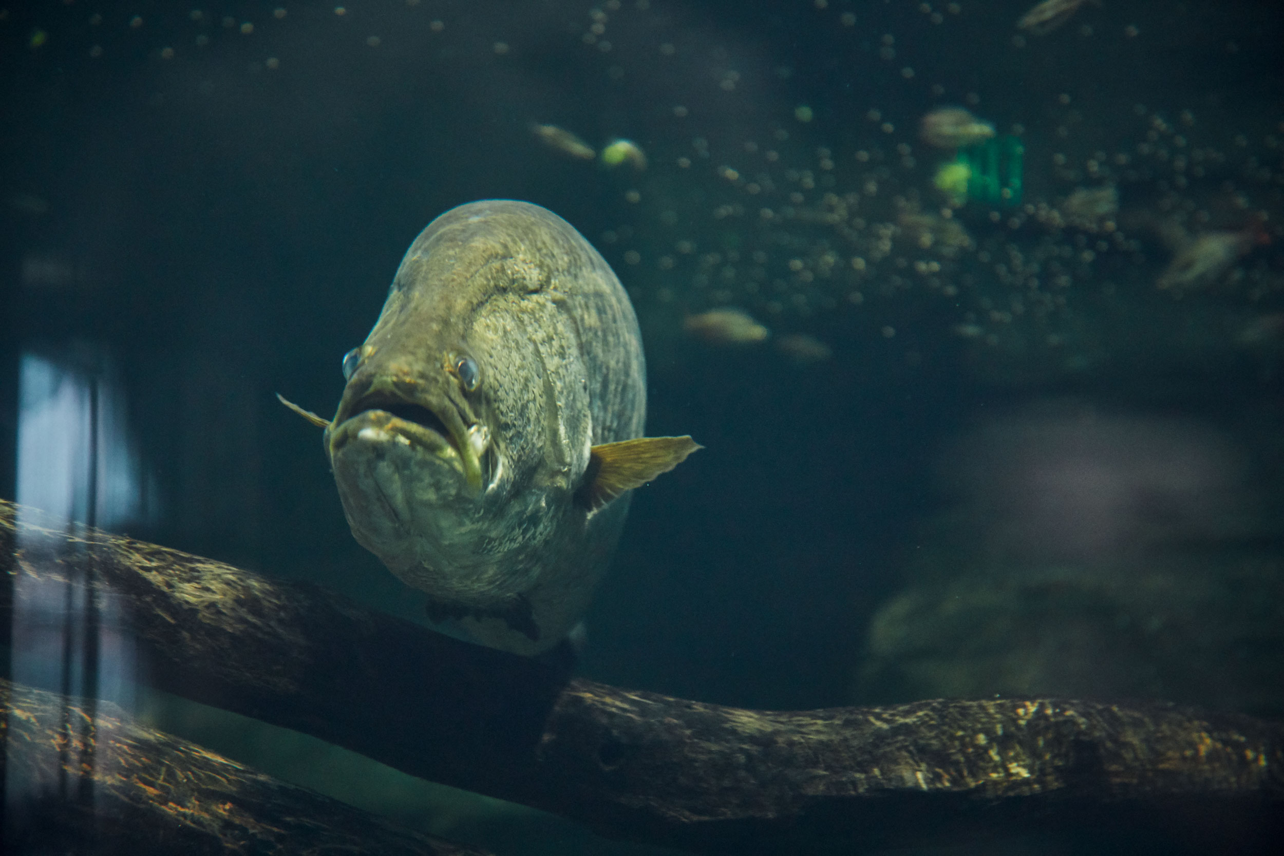 fish-in-aquarium