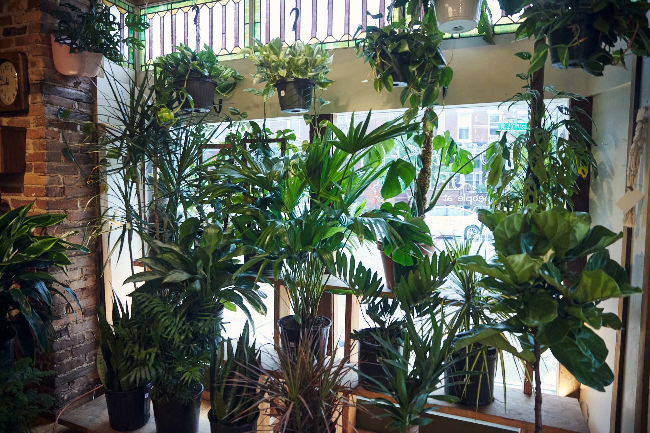 plants-growing-in-window