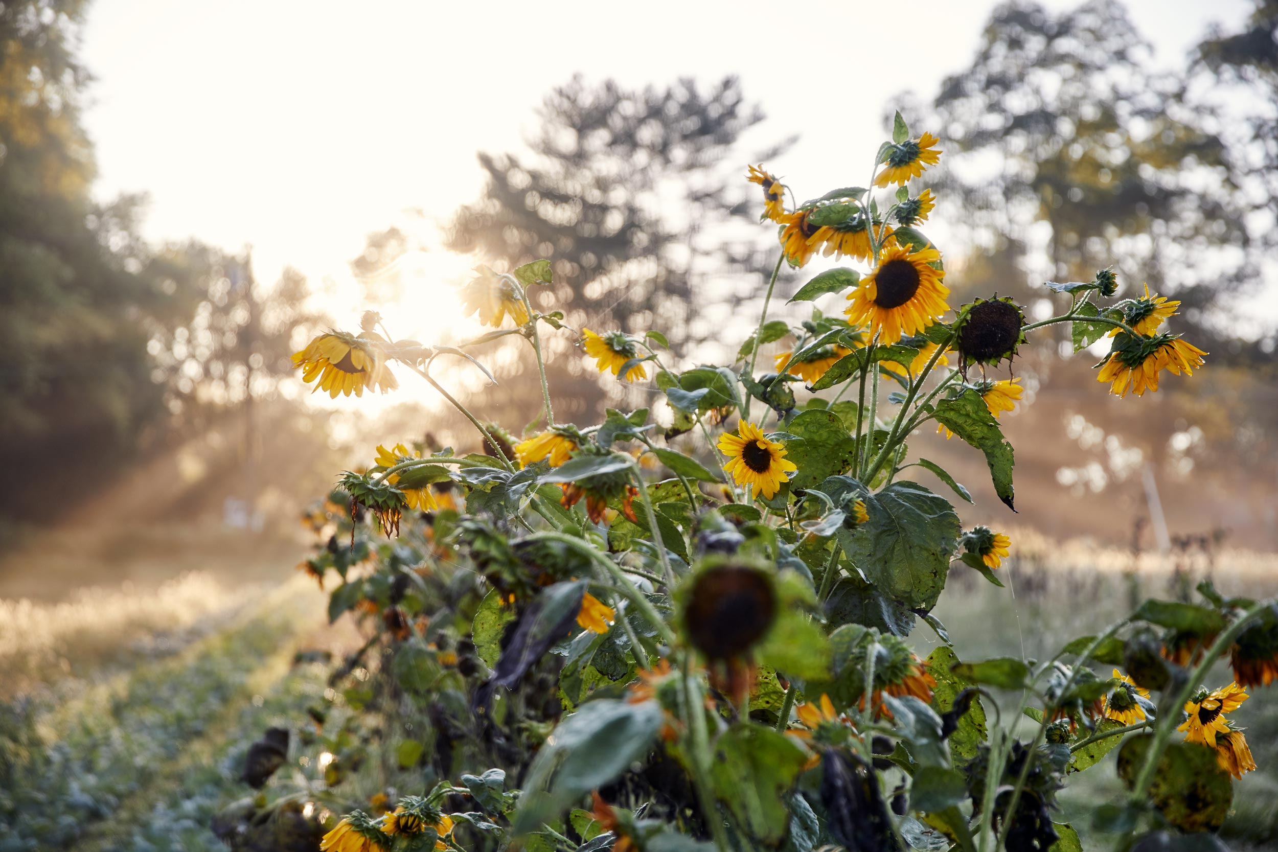 sunflowers-on-farm-dc-commercial-photography-eli-meir-kaplan